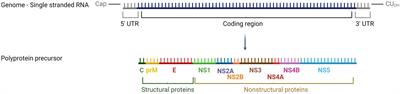 Expedited retrieval of high-quality Usutu virus genomes via Nanopore sequencing with and without target enrichment